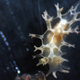 Image for article titled New species of sea slug named after Khaleesi from 'Game of Thrones'